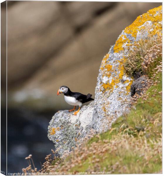 Intriguing Lundy Puffin Portrait Canvas Print by Stephen Thomas Photography 