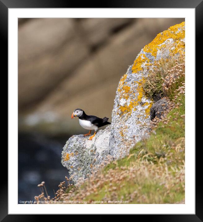 Intriguing Lundy Puffin Portrait Framed Mounted Print by Stephen Thomas Photography 