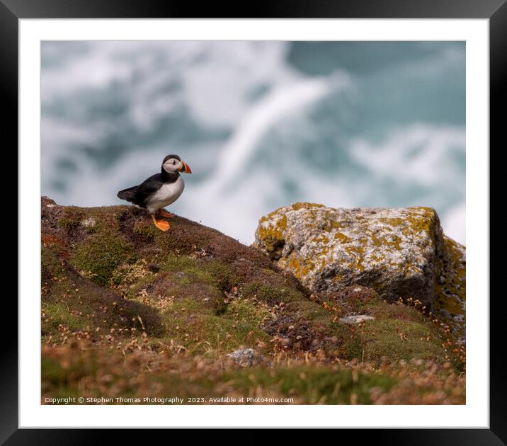 Enchanting Puffin on Lundy Island Framed Mounted Print by Stephen Thomas Photography 