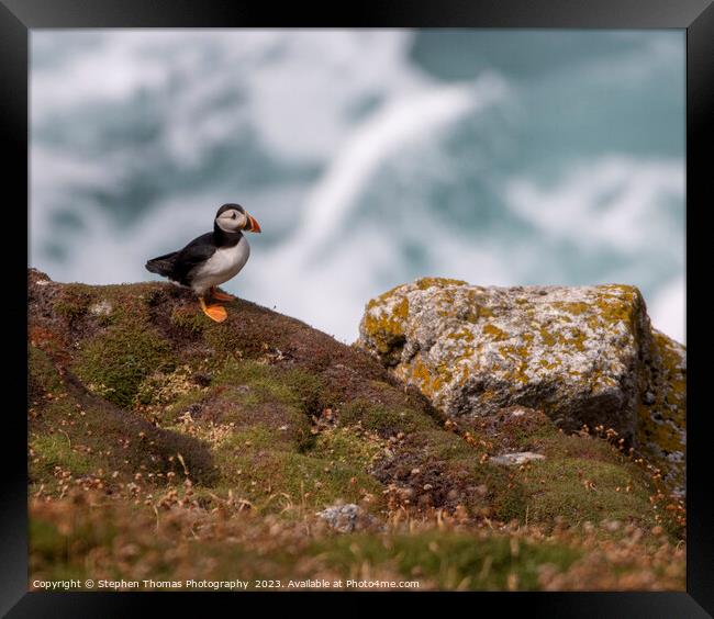 Enchanting Puffin on Lundy Island Framed Print by Stephen Thomas Photography 