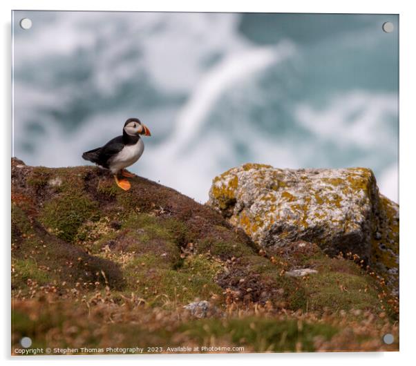 Enchanting Puffin on Lundy Island Acrylic by Stephen Thomas Photography 