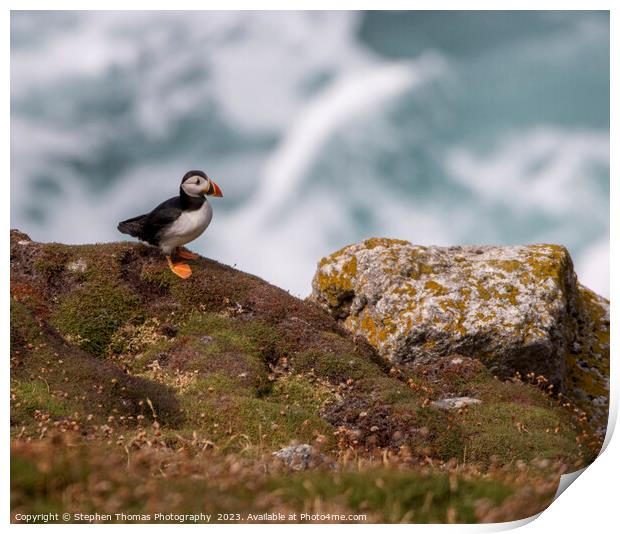 Enchanting Puffin on Lundy Island Print by Stephen Thomas Photography 