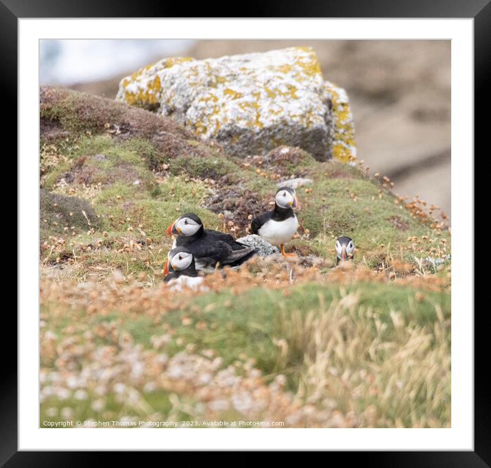 Lundy Puffins Framed Mounted Print by Stephen Thomas Photography 