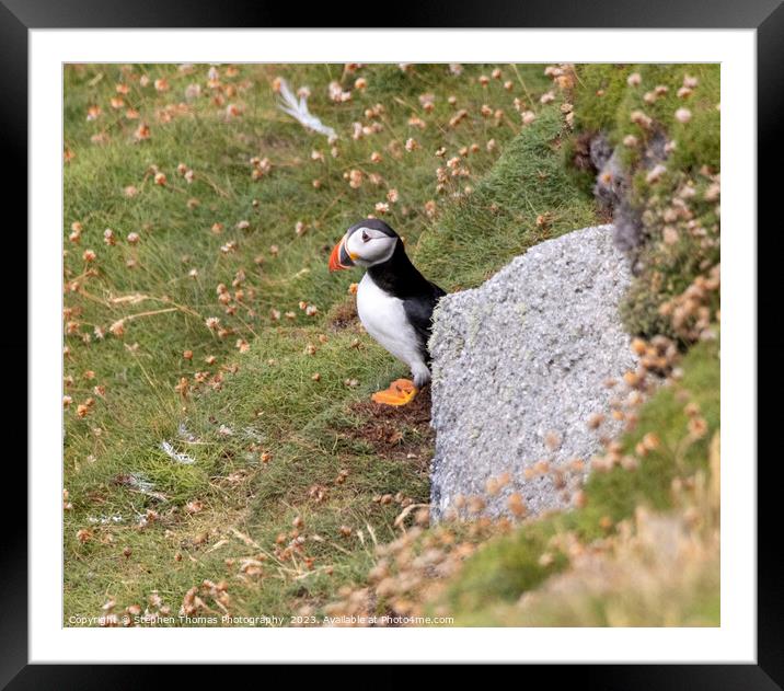 Lundy Island's Puffin Portrait Framed Mounted Print by Stephen Thomas Photography 