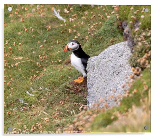 Lundy Island's Puffin Portrait Acrylic by Stephen Thomas Photography 