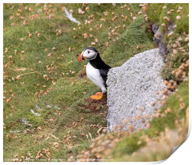 Lundy Island's Puffin Portrait Print by Stephen Thomas Photography 