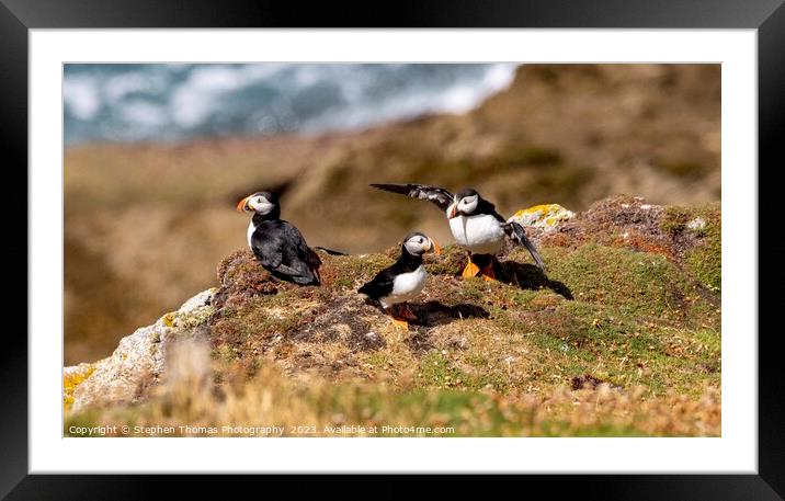 Lundy Puffins Framed Mounted Print by Stephen Thomas Photography 