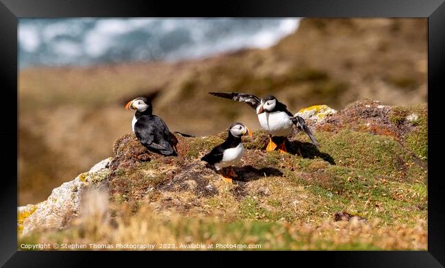 Lundy Puffins Framed Print by Stephen Thomas Photography 