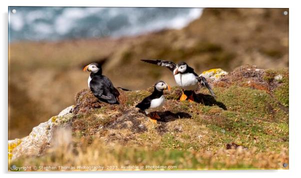 Lundy Puffins Acrylic by Stephen Thomas Photography 