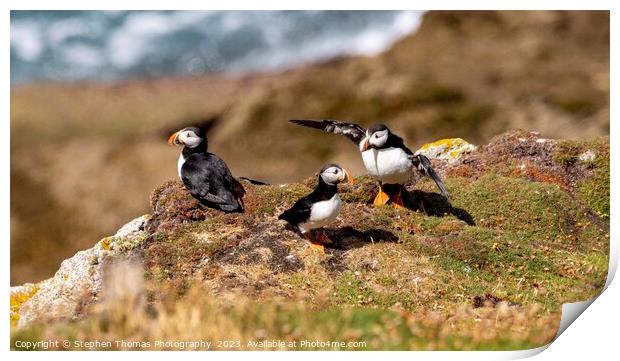 Lundy Puffins Print by Stephen Thomas Photography 