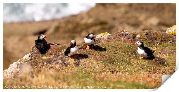 Lundy Puffins: Nature's Vibrant Charms Print by Stephen Thomas Photography 