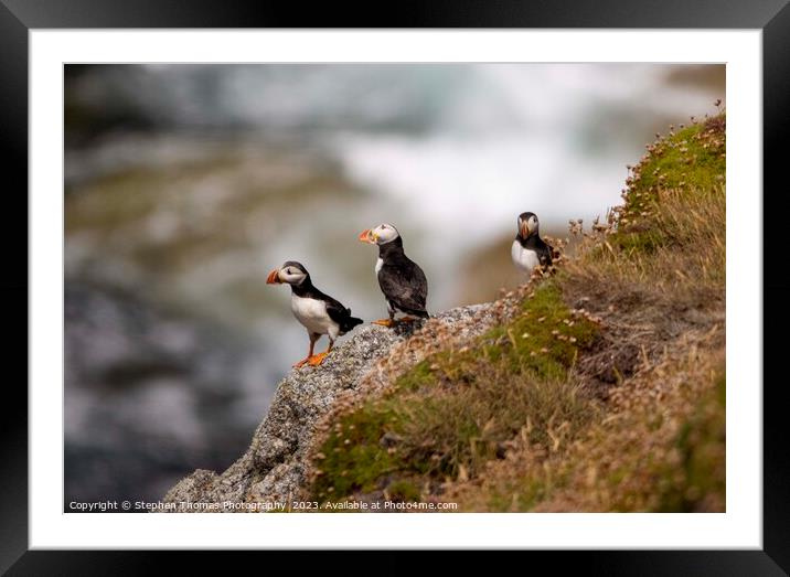 Lundy Puffins' Coastal Splendour Framed Mounted Print by Stephen Thomas Photography 