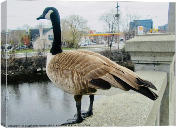 Canada goose up close and personal Canvas Print by Stephanie Moore