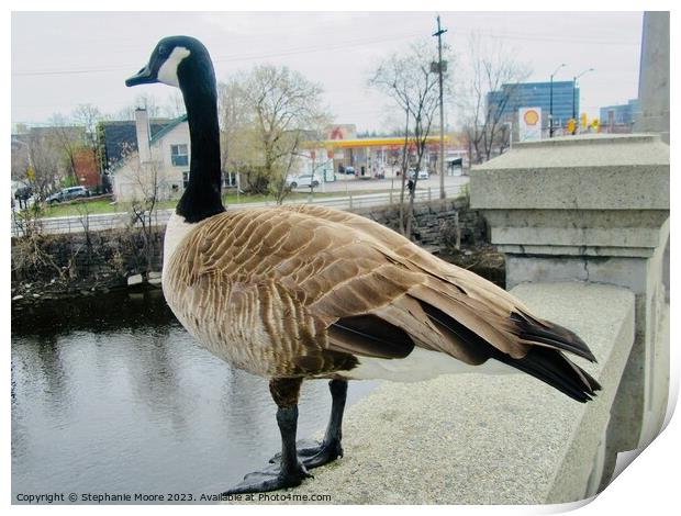 Canada goose up close and personal Print by Stephanie Moore