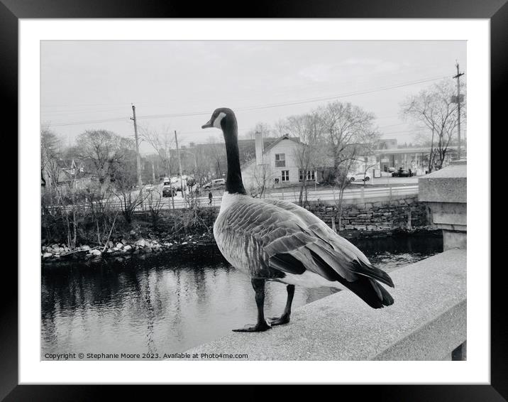 Canada goose  Framed Mounted Print by Stephanie Moore