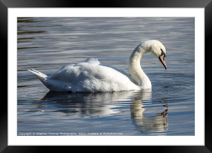 Drenched Elegance: Mute Swan Portrait Framed Mounted Print by Stephen Thomas Photography 