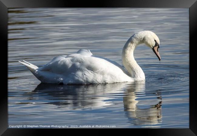 Drenched Elegance: Mute Swan Portrait Framed Print by Stephen Thomas Photography 