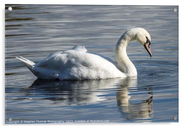 Drenched Elegance: Mute Swan Portrait Acrylic by Stephen Thomas Photography 