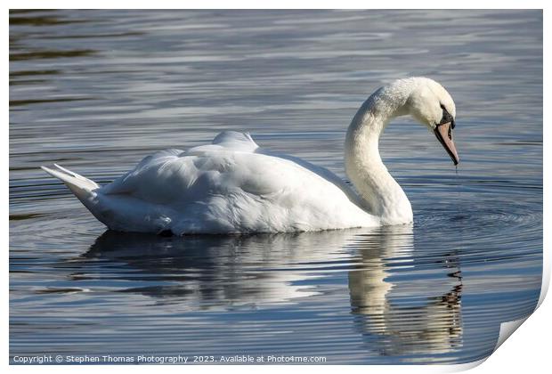 Drenched Elegance: Mute Swan Portrait Print by Stephen Thomas Photography 