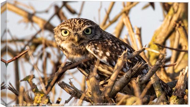 Little Owl's Hidden Habitat Canvas Print by Stephen Thomas Photography 