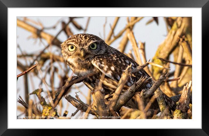 Little Owl's Hidden Habitat Framed Mounted Print by Stephen Thomas Photography 