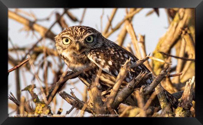 Little Owl's Hidden Habitat Framed Print by Stephen Thomas Photography 