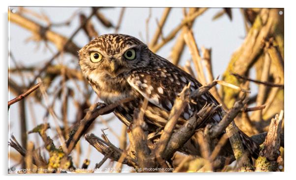 Little Owl's Hidden Habitat Acrylic by Stephen Thomas Photography 