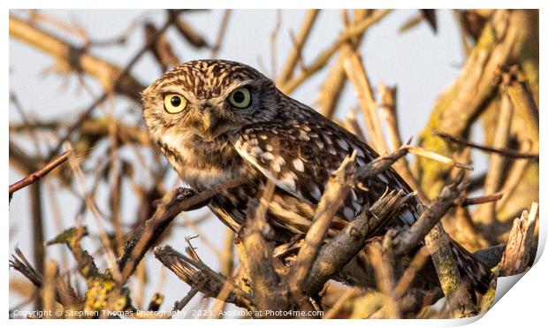 Little Owl's Hidden Habitat Print by Stephen Thomas Photography 