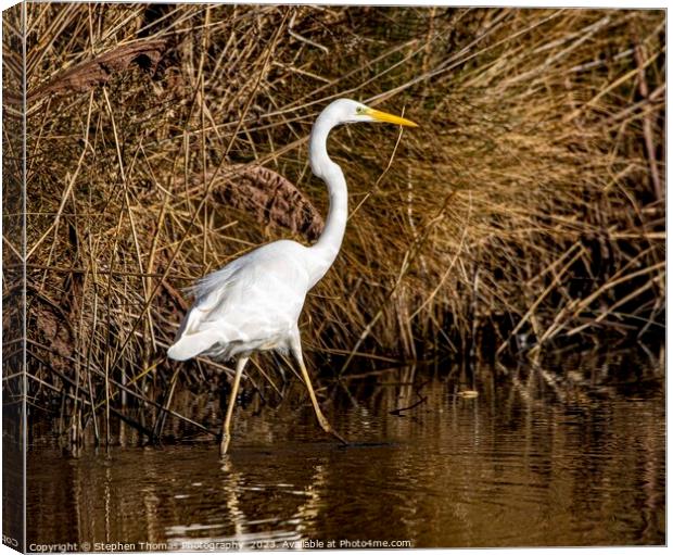 Spectacular Great White Egret in Wetlands Canvas Print by Stephen Thomas Photography 