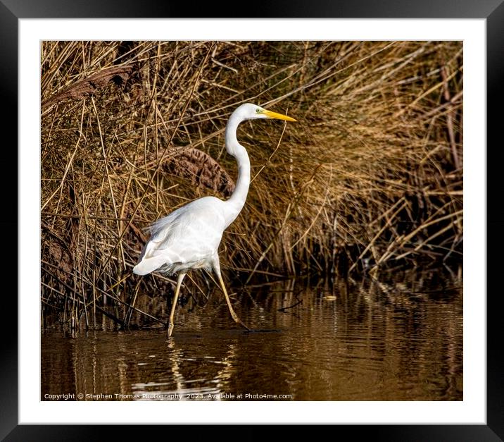 Spectacular Great White Egret in Wetlands Framed Mounted Print by Stephen Thomas Photography 