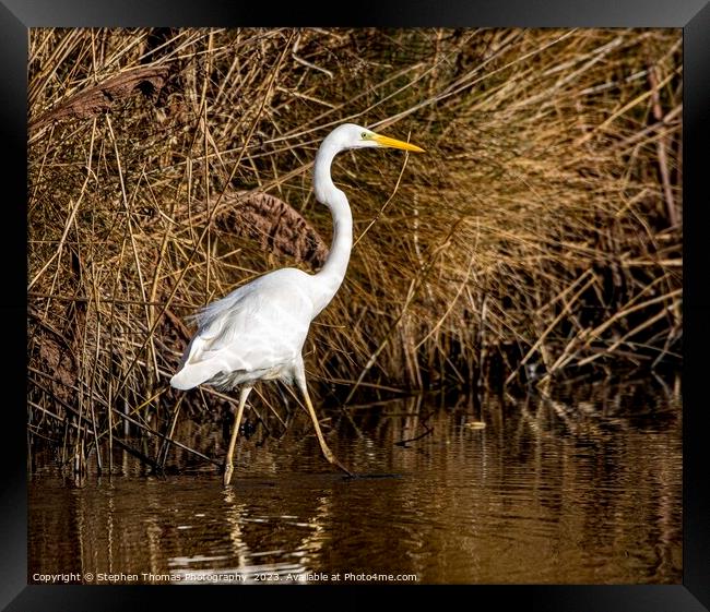 Spectacular Great White Egret in Wetlands Framed Print by Stephen Thomas Photography 