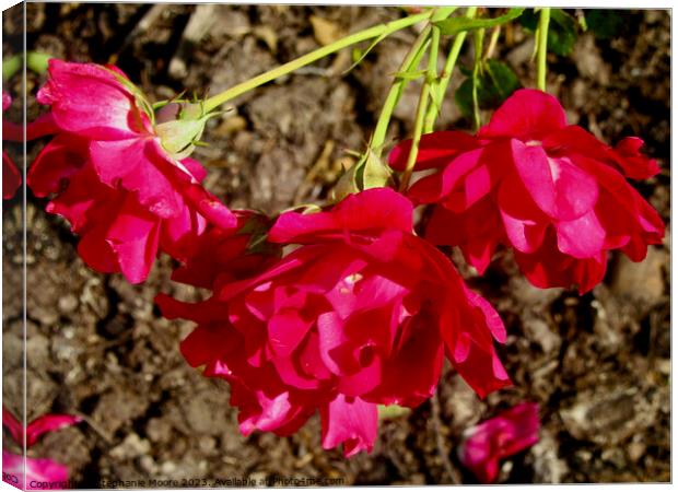 Fallen Roses Canvas Print by Stephanie Moore