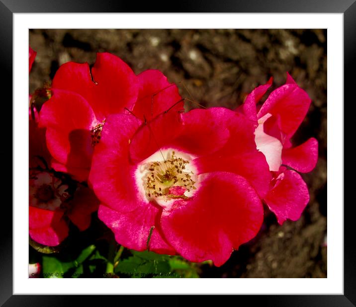Red Roses Framed Mounted Print by Stephanie Moore
