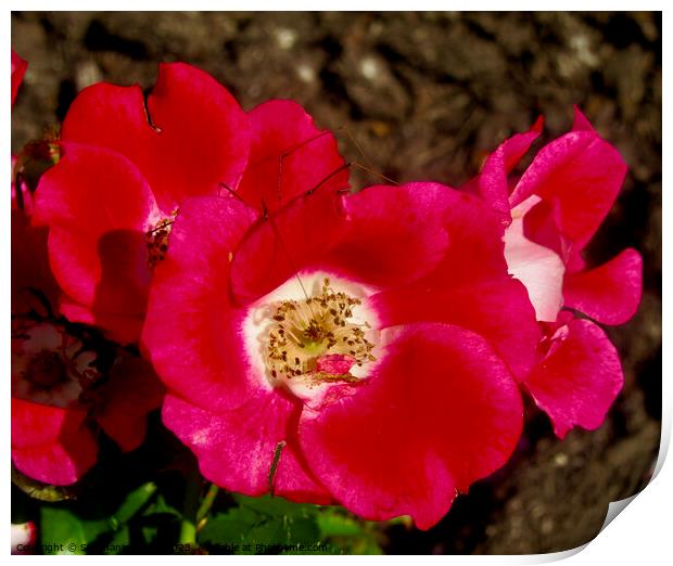 Red Roses Print by Stephanie Moore