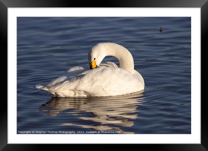 Preening Bewick Swan Framed Mounted Print by Stephen Thomas Photography 