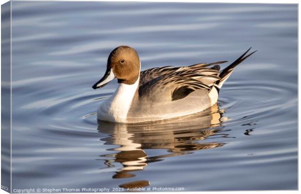 Pintail Drake Duck Making Ripples Canvas Print by Stephen Thomas Photography 