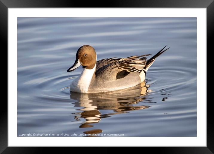 Pintail Drake Duck Making Ripples Framed Mounted Print by Stephen Thomas Photography 