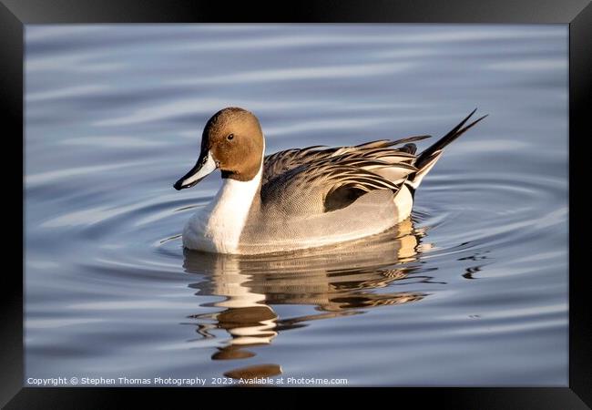Pintail Drake Duck Making Ripples Framed Print by Stephen Thomas Photography 
