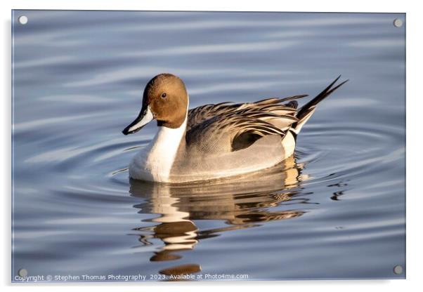 Pintail Drake Duck Making Ripples Acrylic by Stephen Thomas Photography 