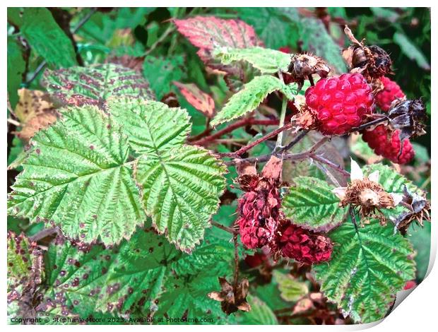 Raspberries Print by Stephanie Moore