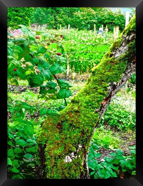 Green Irish garden Framed Print by Stephanie Moore