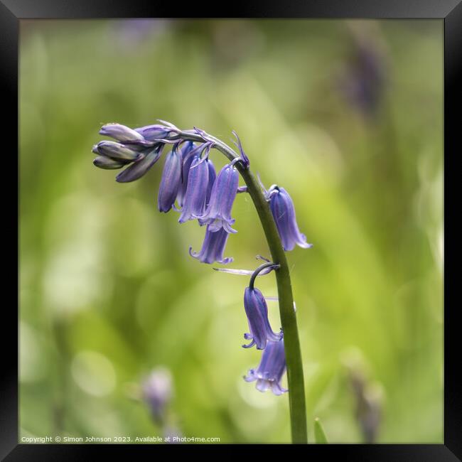 Bluebell flower Framed Print by Simon Johnson