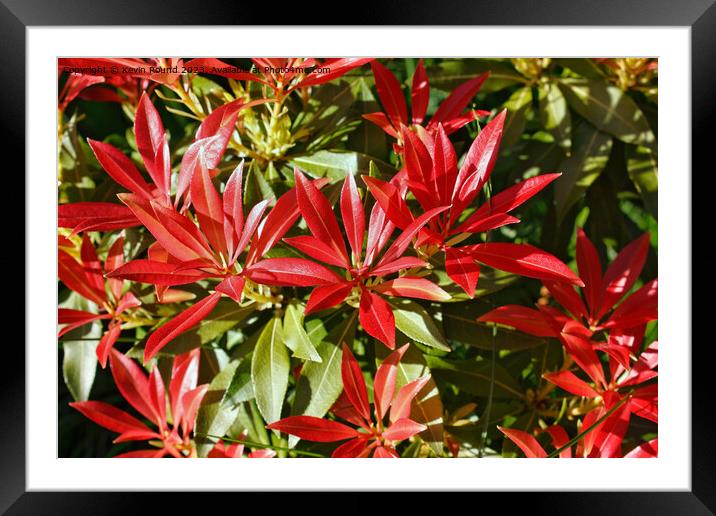 Pieris Japonica Framed Mounted Print by Kevin Round