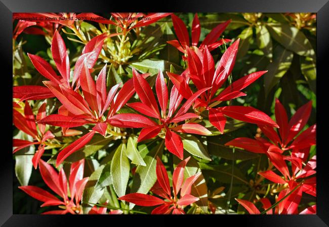 Pieris Japonica Framed Print by Kevin Round