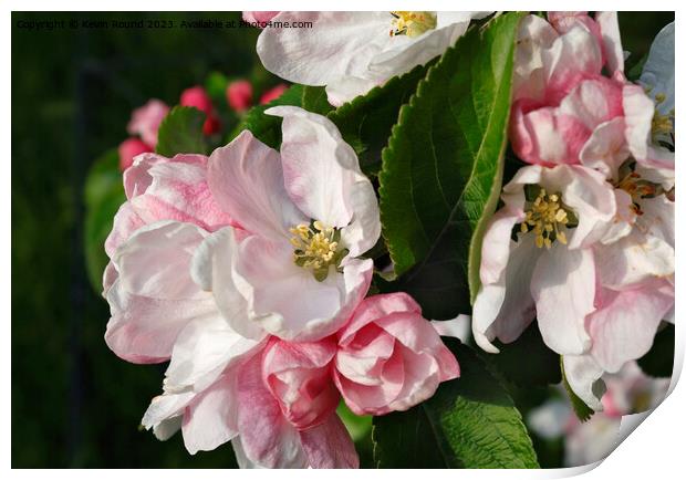 Apple blossom plant flower Print by Kevin Round