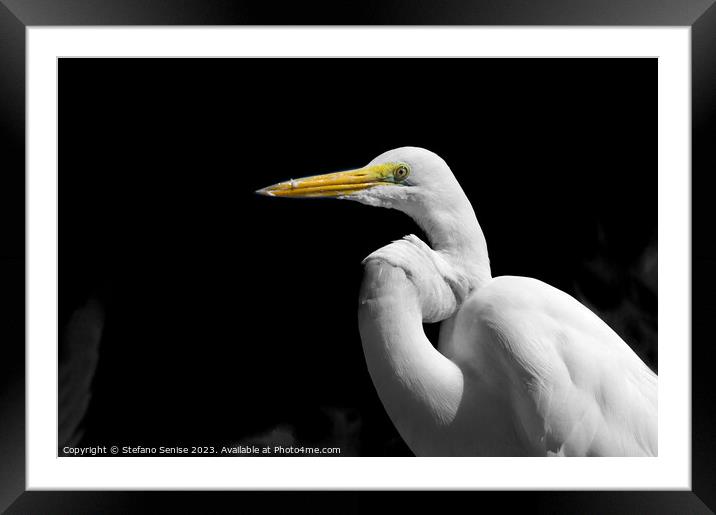  Great Egret Standing in the Dark - Ardea alba Framed Mounted Print by Stefano Senise