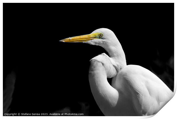 Great Egret Standing in the Dark - Ardea alba Print by Stefano Senise