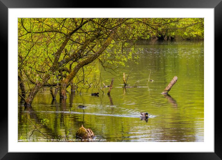 Lone Duck Framed Mounted Print by Anthony Moore