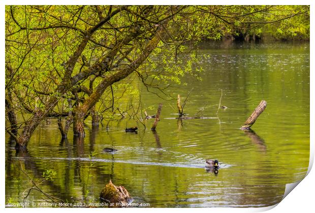 Lone Duck Print by Anthony Moore