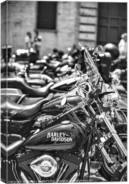 Row of parked Harley motorcycles Canvas Print by Stefano Senise